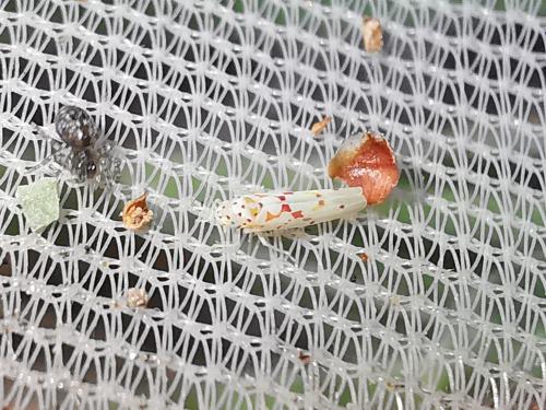 Zygina rorida